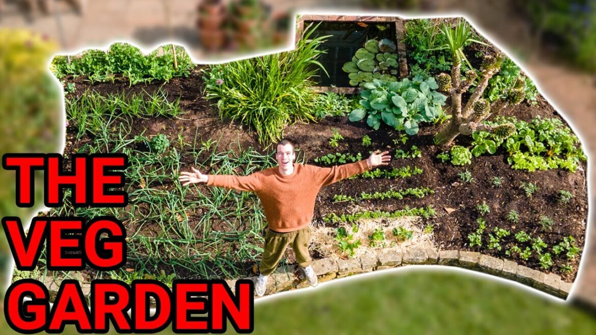 Growing a Vegetable Garden – Day 1 to Day 150 Growing a Vegetable Garden - Day 1 to Day 150