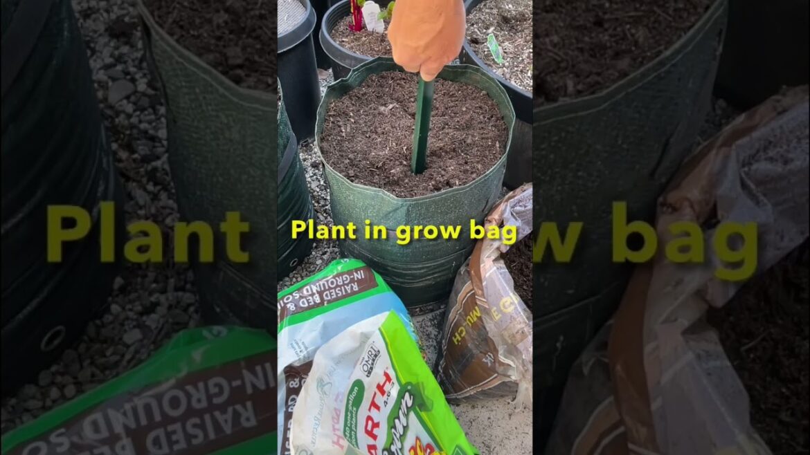 Planting sweet potatoes in grow bags | Container Vegetable Gardening