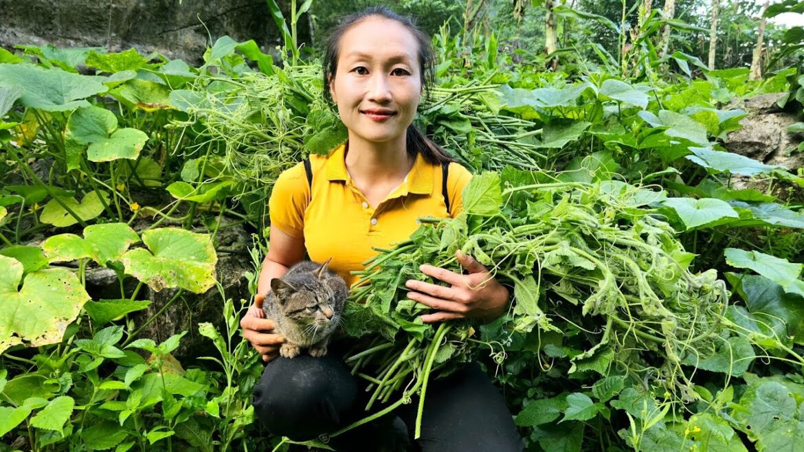 Harvesting Forest Bananas, Vegetable Garden Goes to the market sell | Ly Thi Tam