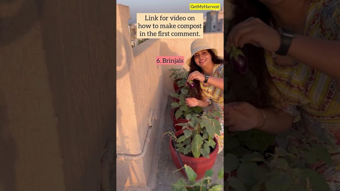 Harvesting vegetables from 3rd floor terrace garden #Shorts #terracegarden