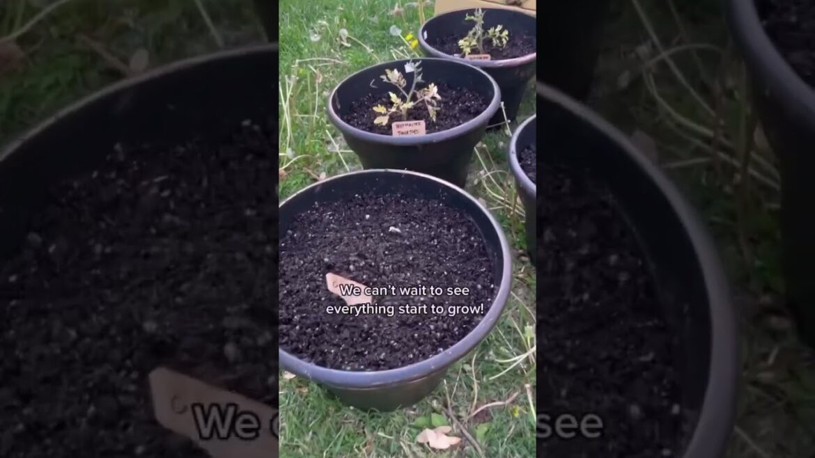 Planting a vegetable garden