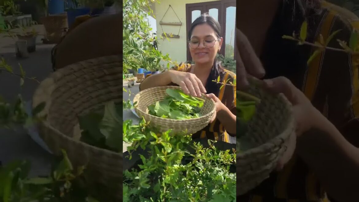 Abundance from summer vegetable garden #organicgardening