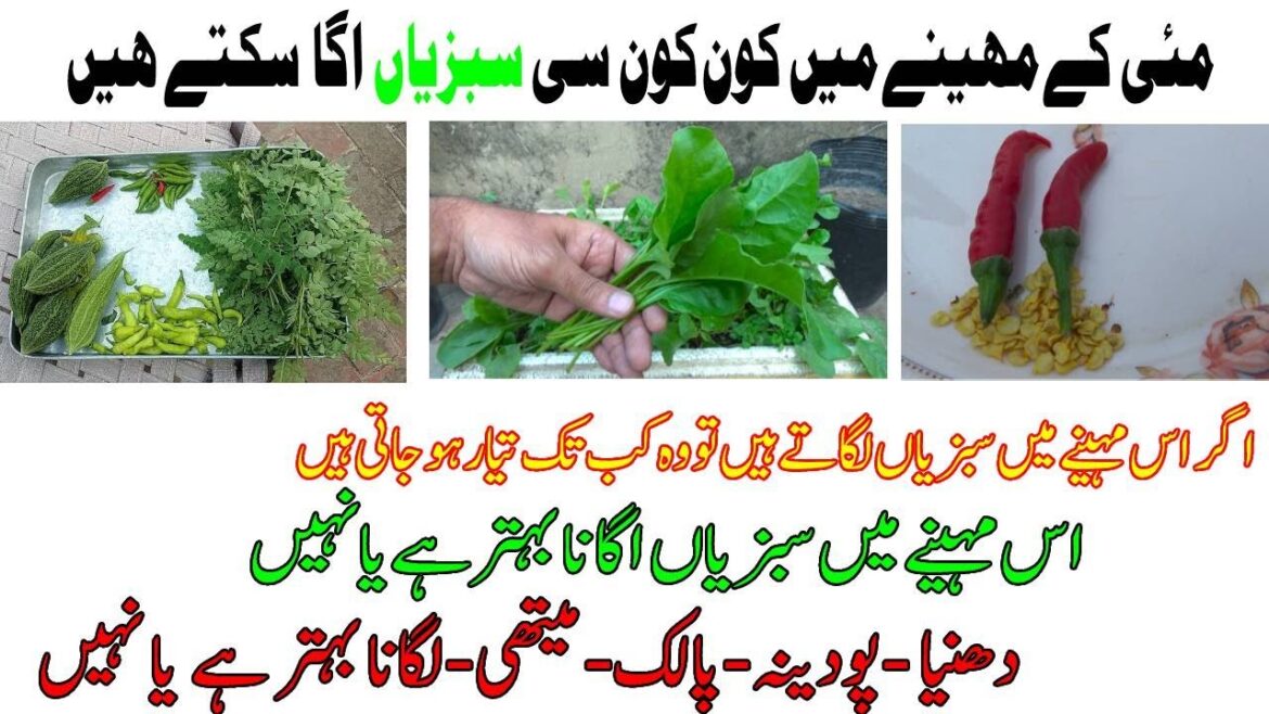 Which vegetables can be planted in the month of May? | the best time to start planting vegetables