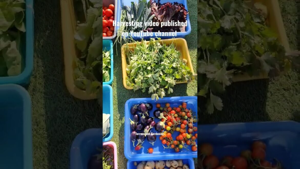 Today's harvesting organic vegetables and fruits #shorts #gardening #vegetables #harvesting