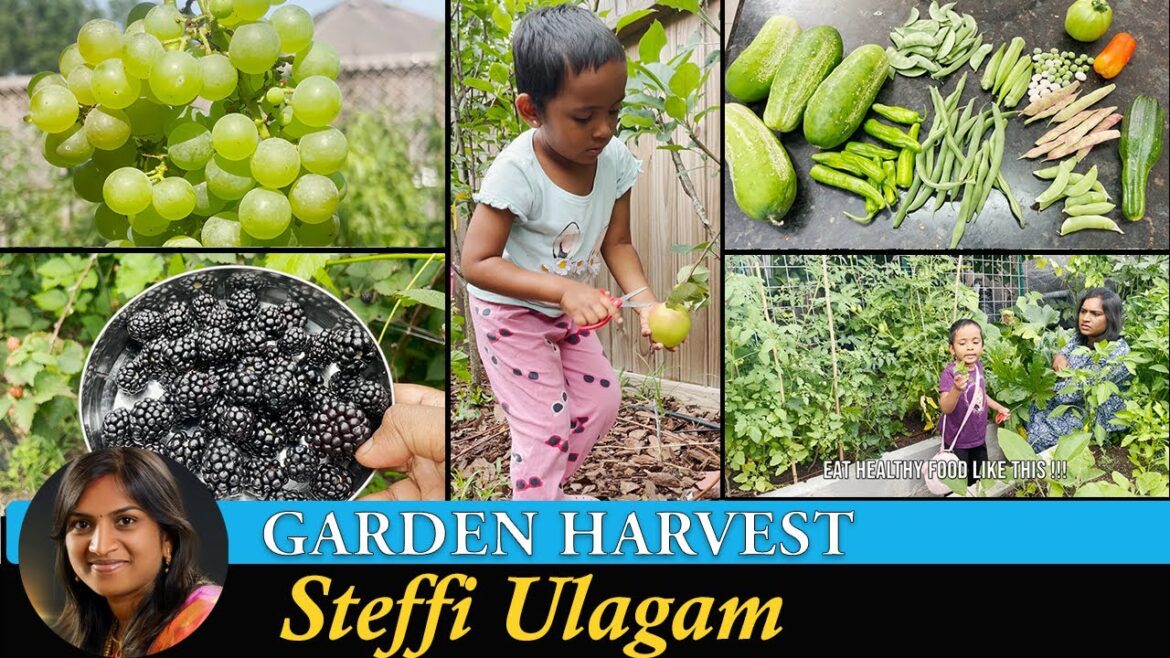 Harvesting Vegetables from the Garden in Tamil | காய்கறி அறுவடை | Steffi Ulagam