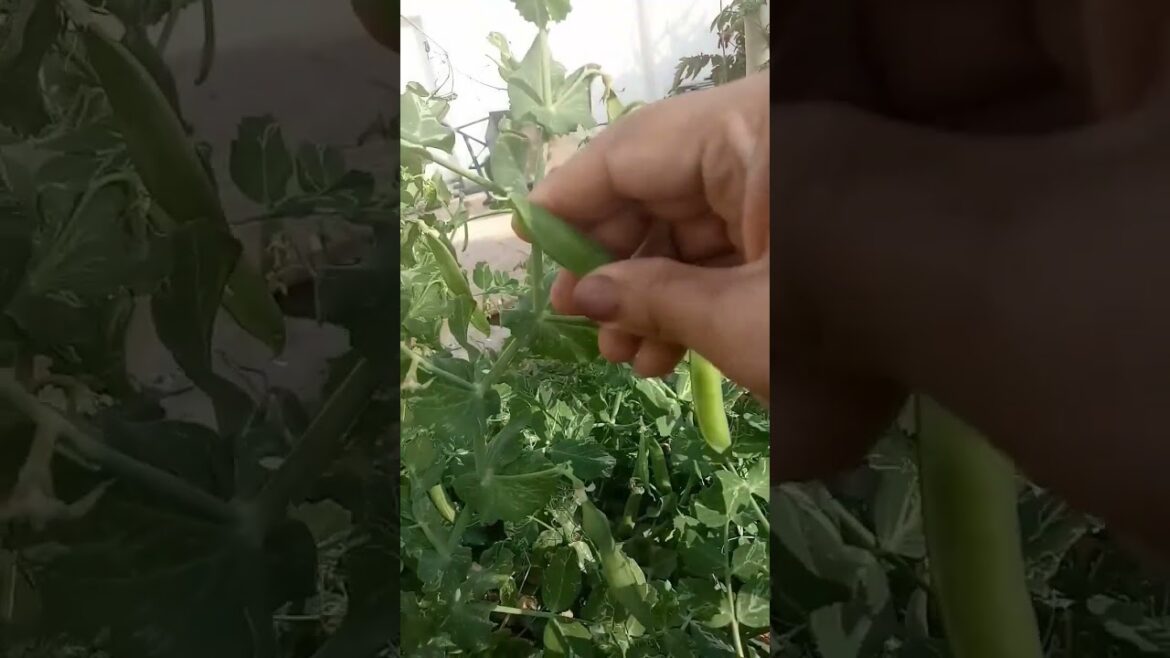 Home Gardening Vegetable Peas | Kitchen Garden