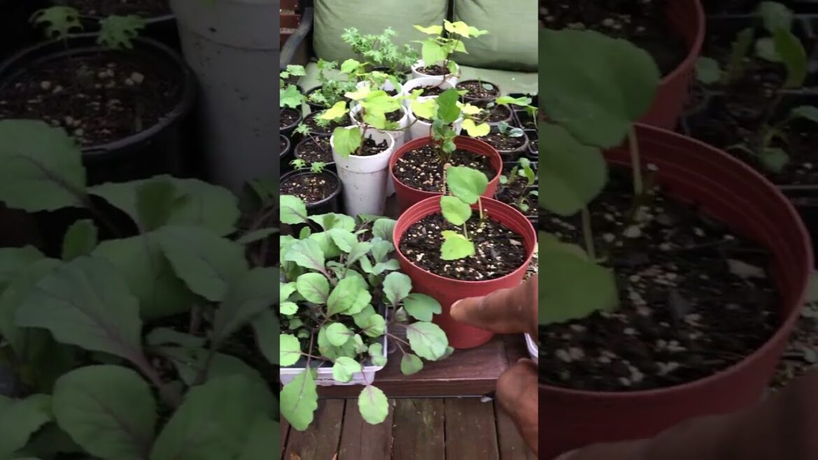 First round of seedlings started indoors #shorts #gardening #vegetablegarden