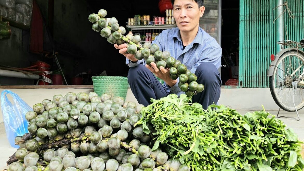 Harvest Salak Fruit & Vegetable Goes to the market sell - gardening - Solo Survival