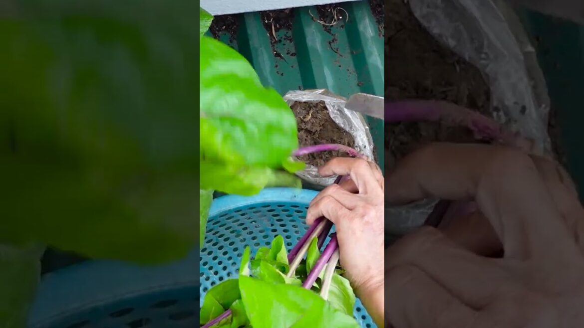 The easiest way to grow vegetables on the roof for high yield, super large vegetables