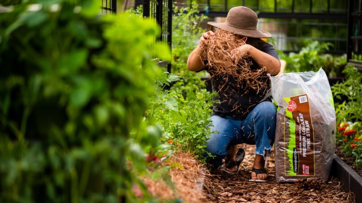Vegetable Garden Therapy! It’s hard to let go completely. Vegetable Garden Therapy! It's hard to let go completely.
