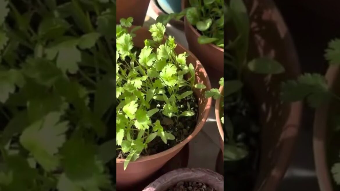 Beginner’s Guide . USA Vegetable Gardening. Link in Comments