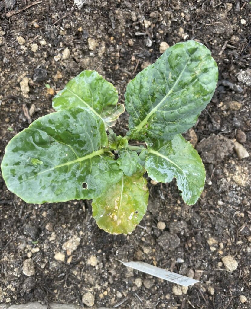 Has anyone seen these spots or browning on the stem? These are broccoli plants I moved outside from a greenhouse a few weeks ago. DE, USA