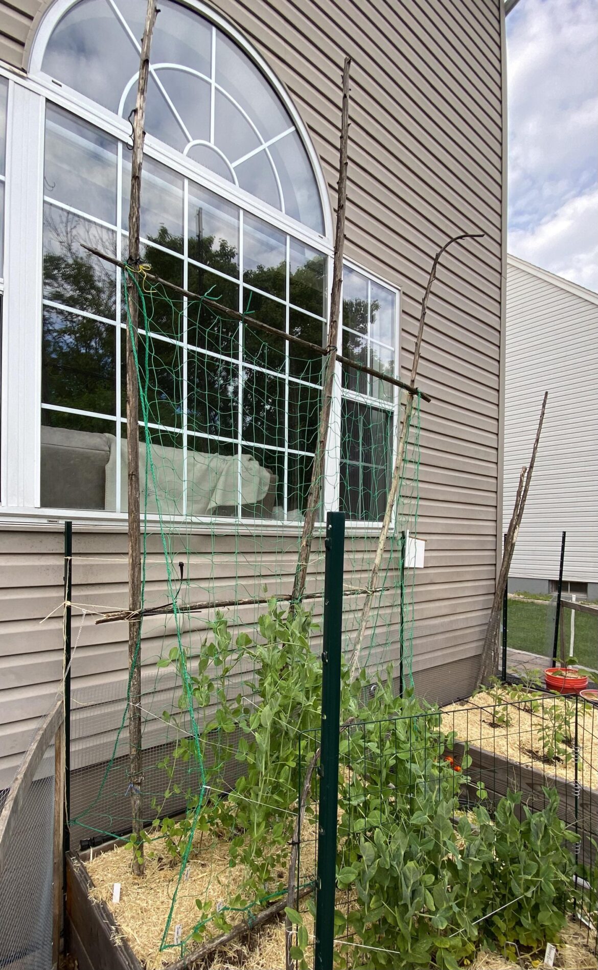 Using the stalks from last year’s sunflowers right where they dried as the trellis for this year’s peas. Light and sturdy, with cross-beam supports too!