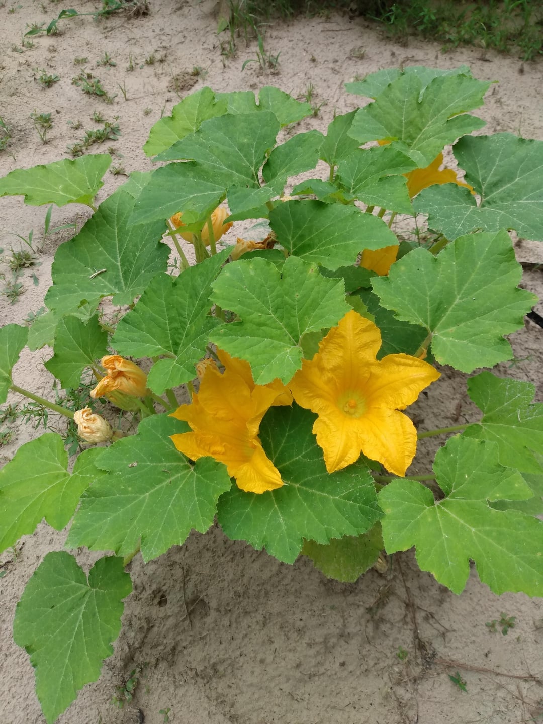 Squashes blooming. Dining and Cooking