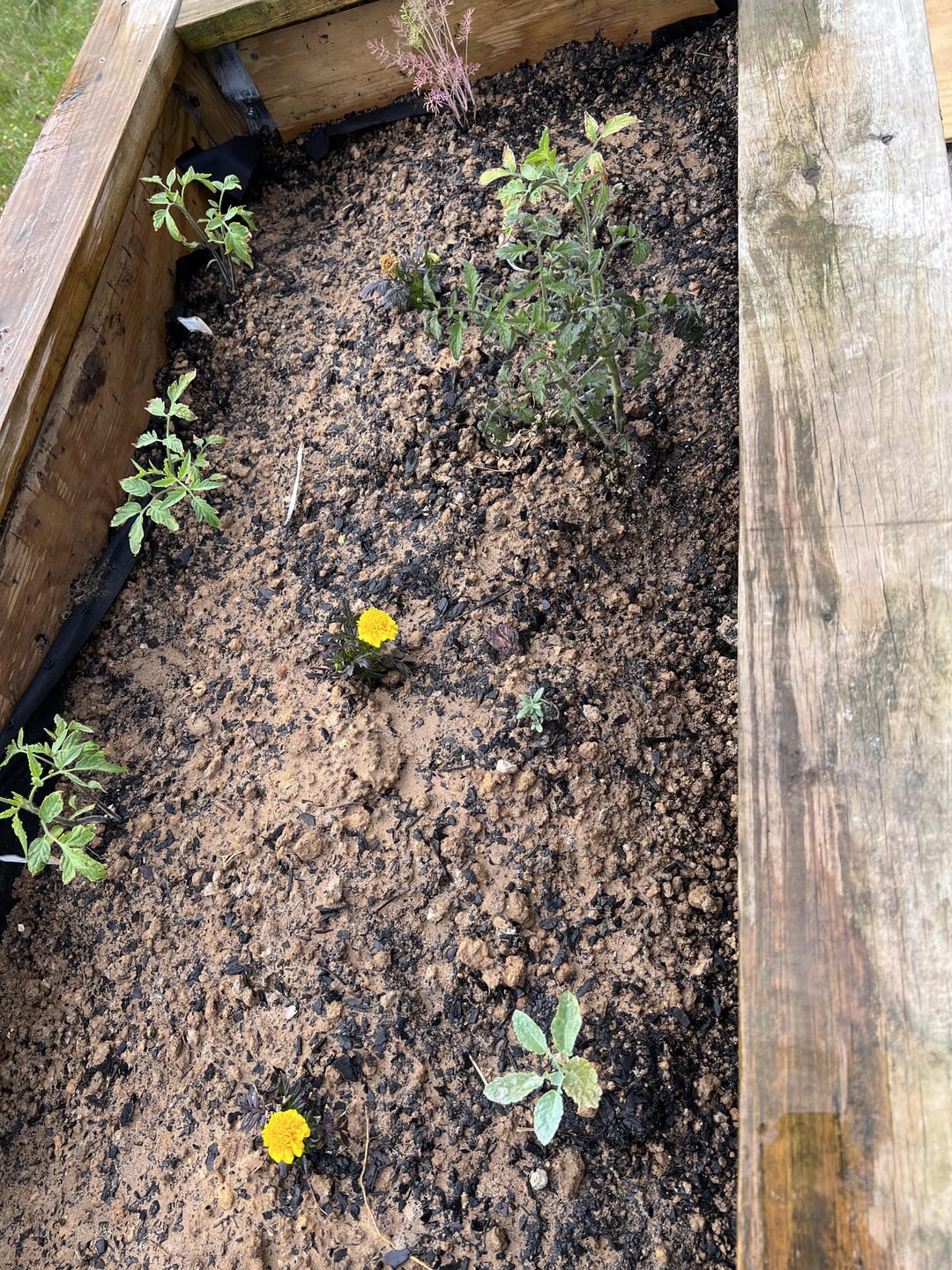 Will these tomatoes survive in this soil? Zone 6b. It’s a 11 ratio of