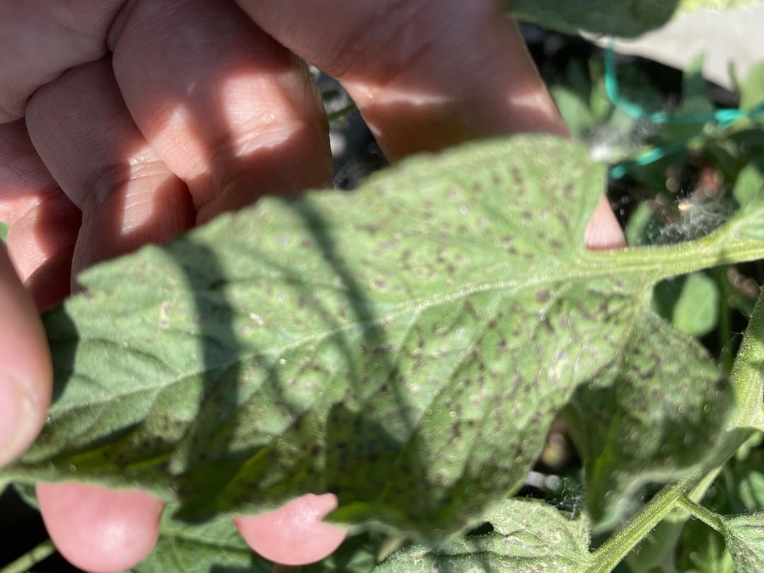 What are these tiny little black spots on tomatoes plant leaves Dining and Cooking