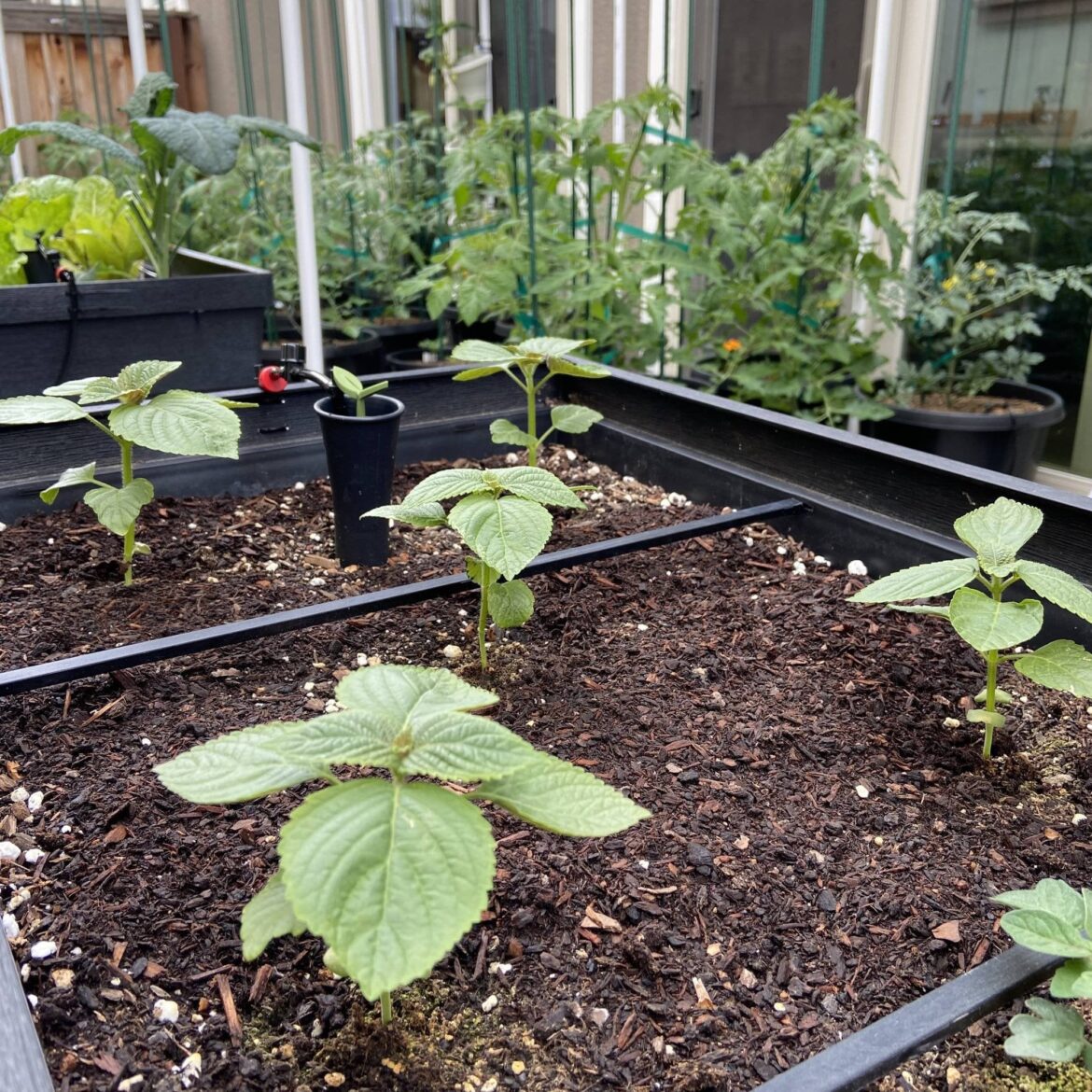 Korean Perilla Plants