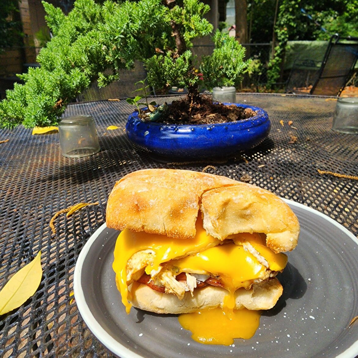 Breakfast with the bunsai.