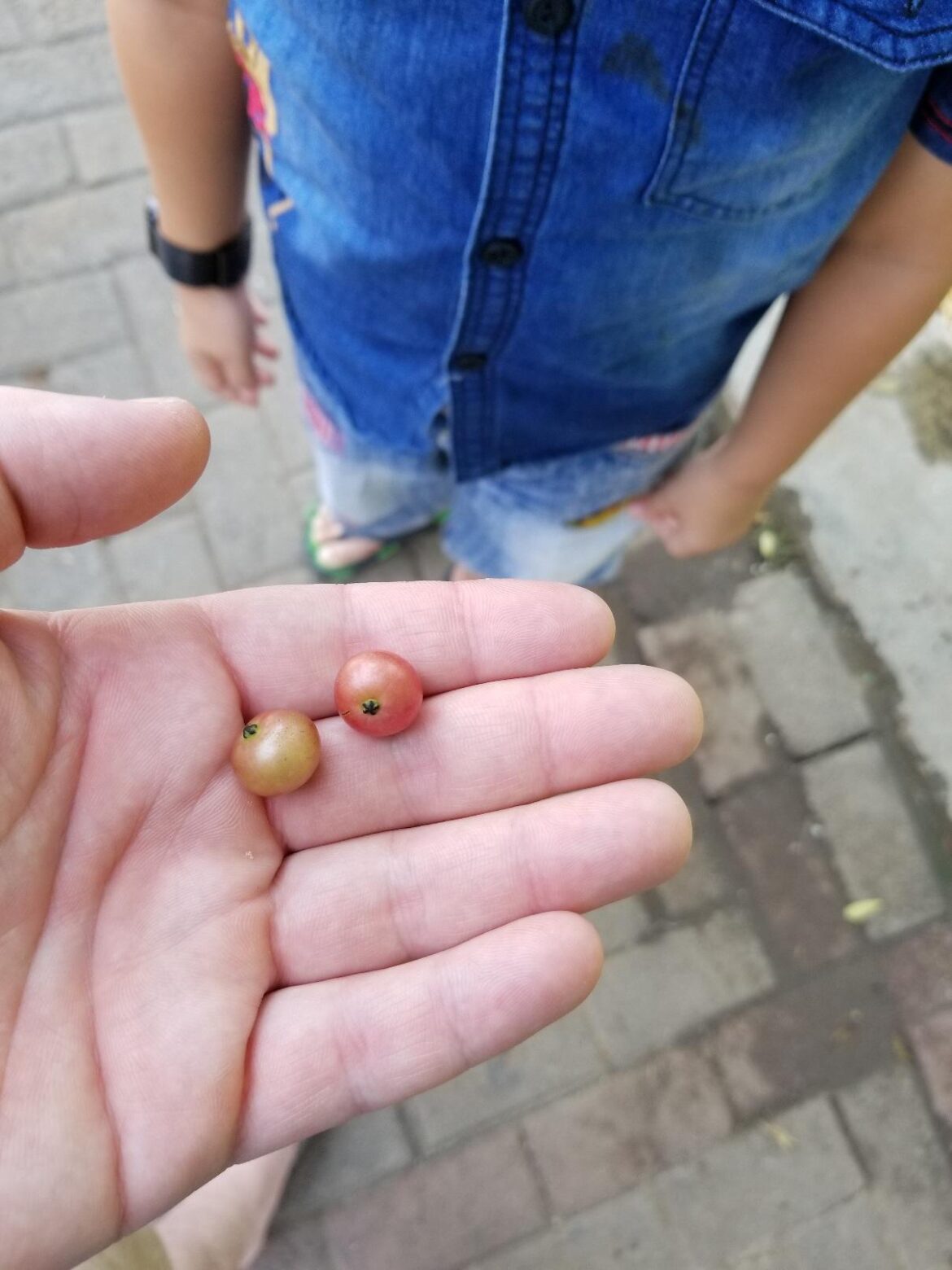 At a bus stop in Indonesia my son pointed up to a tree and told me to try these little fruits, the ripe one tasted better.