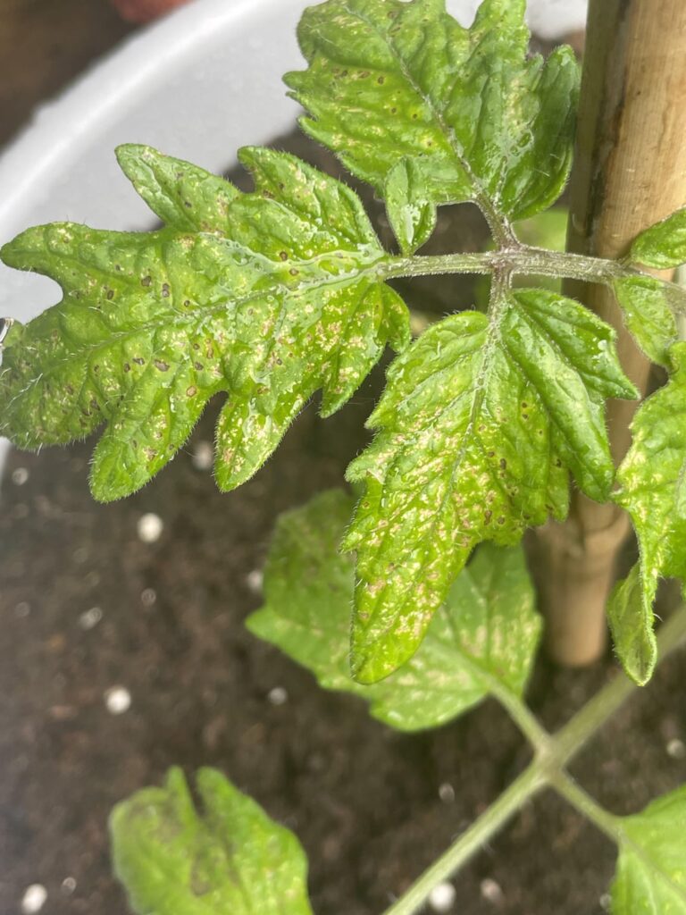 Is this a fungal infection on my tomatoes?