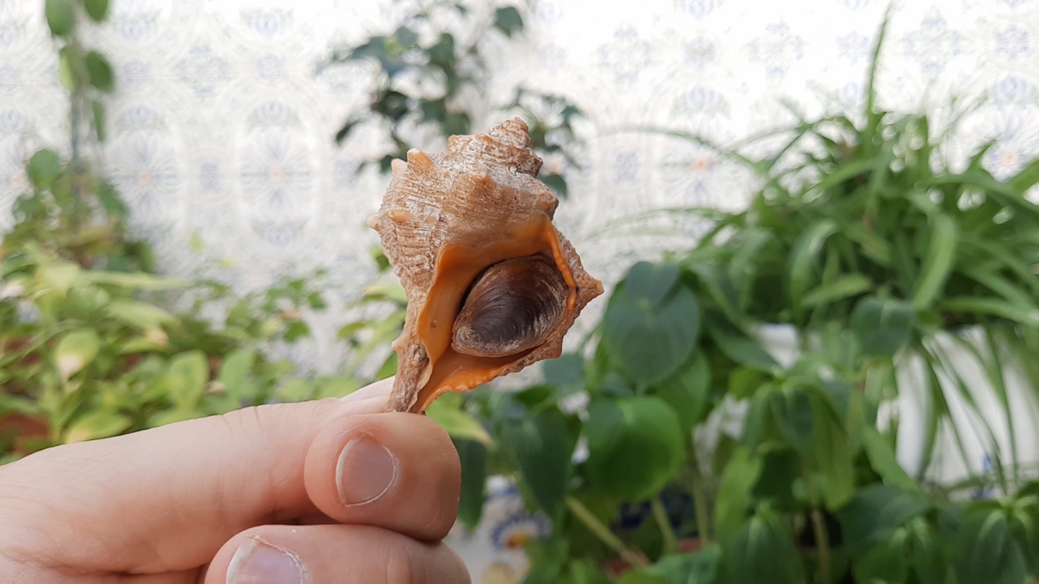 Spanish Cañaillas fresh from the local street market - Cádiz, Spain