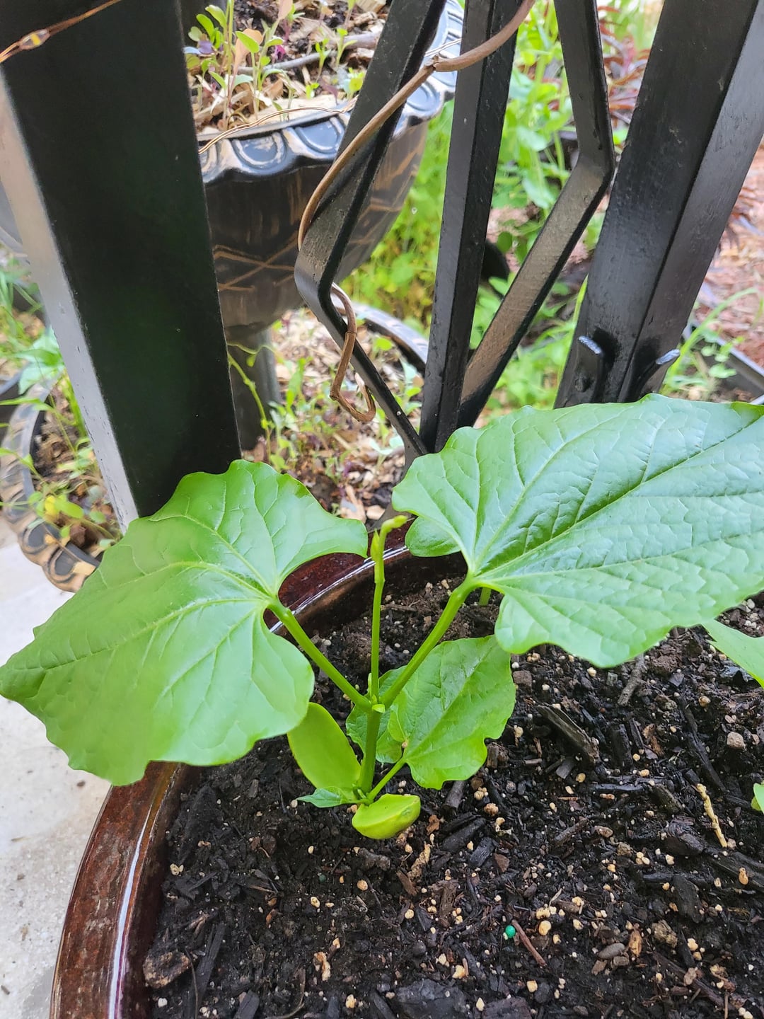 Update on the giant bean (sword bean) Dining and Cooking