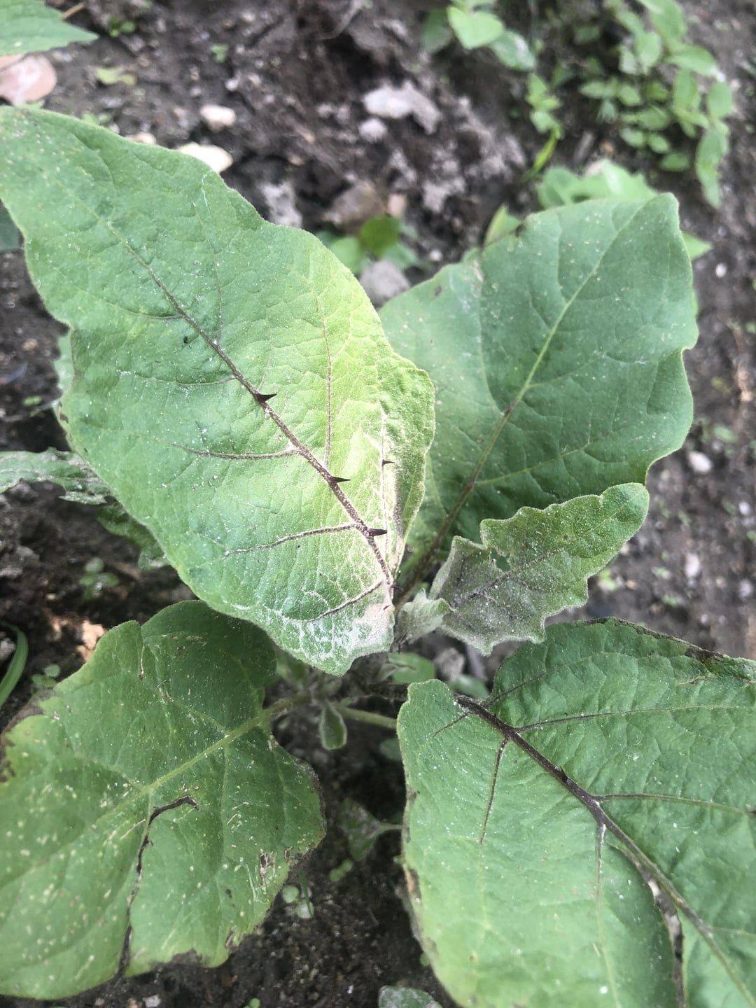 Why is this op eggplant suddenly growing thorns? Dining and Cooking