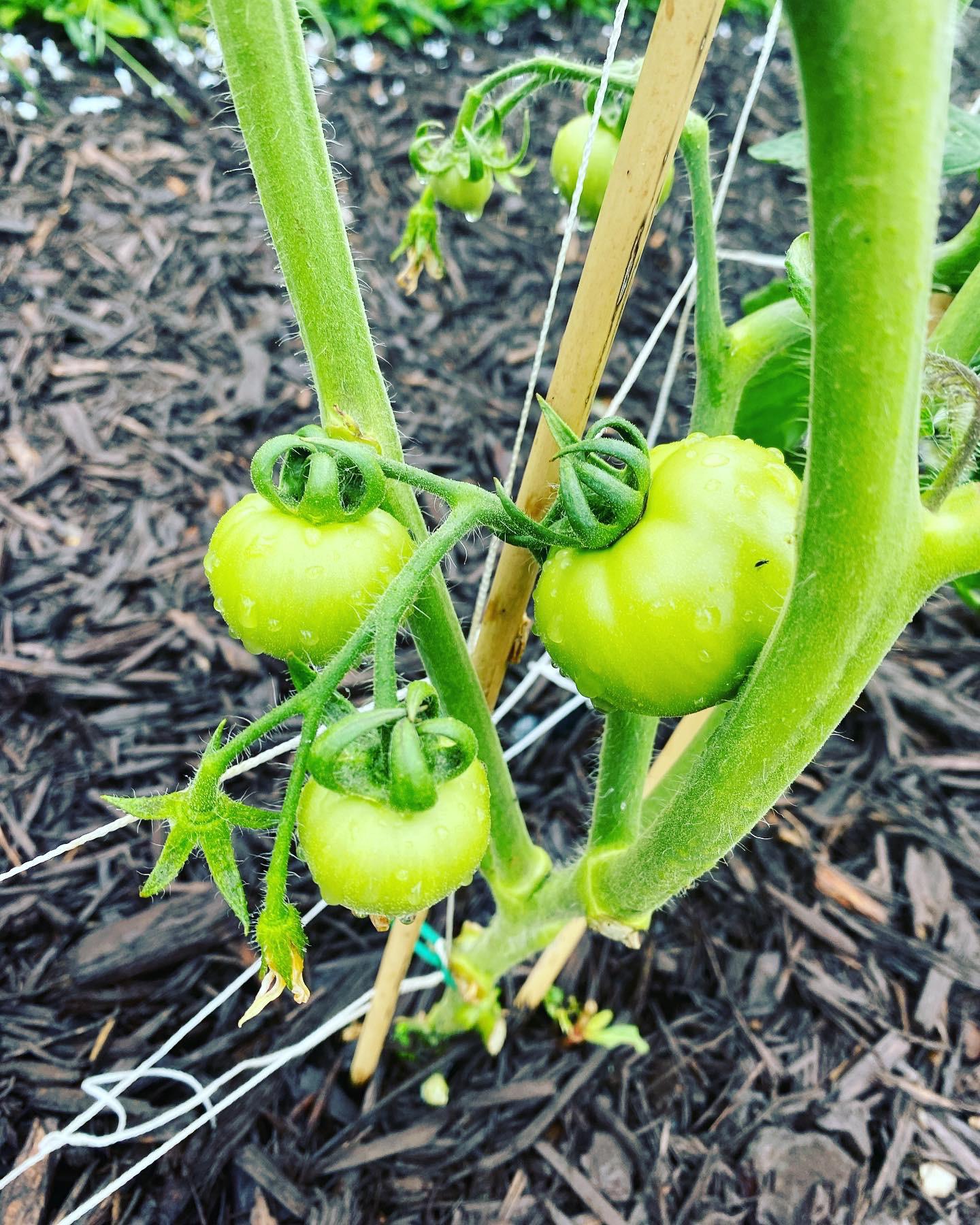 First time growing, zone 8a Dining and Cooking