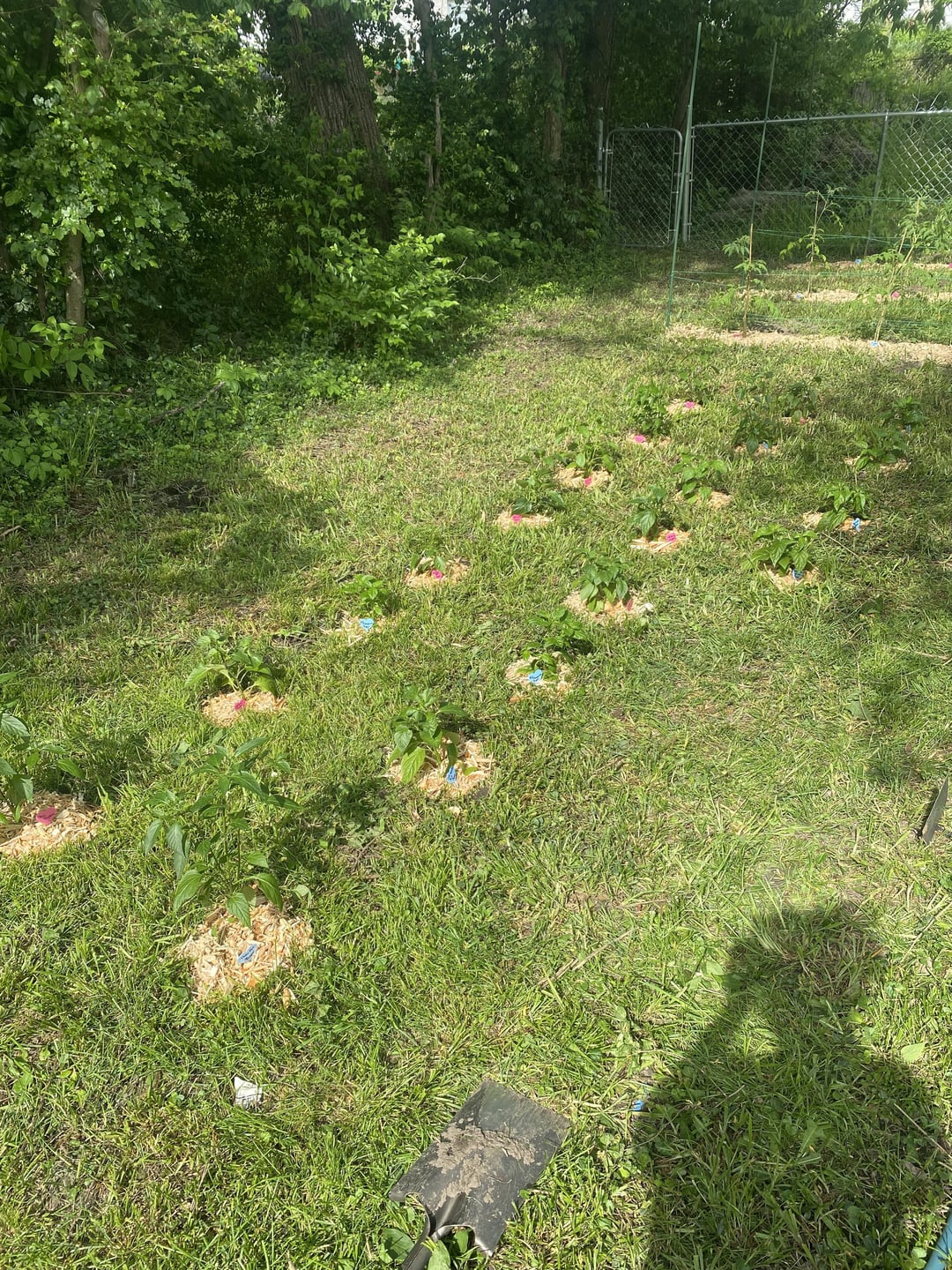 First year gardener in 6b, planted all the tomatoes & peppers. an herb