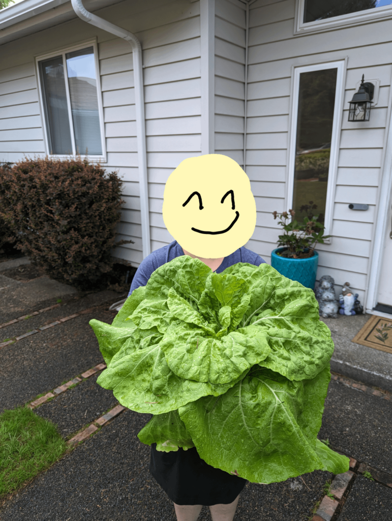 The 배추 (Napa cabbage) saga continued
