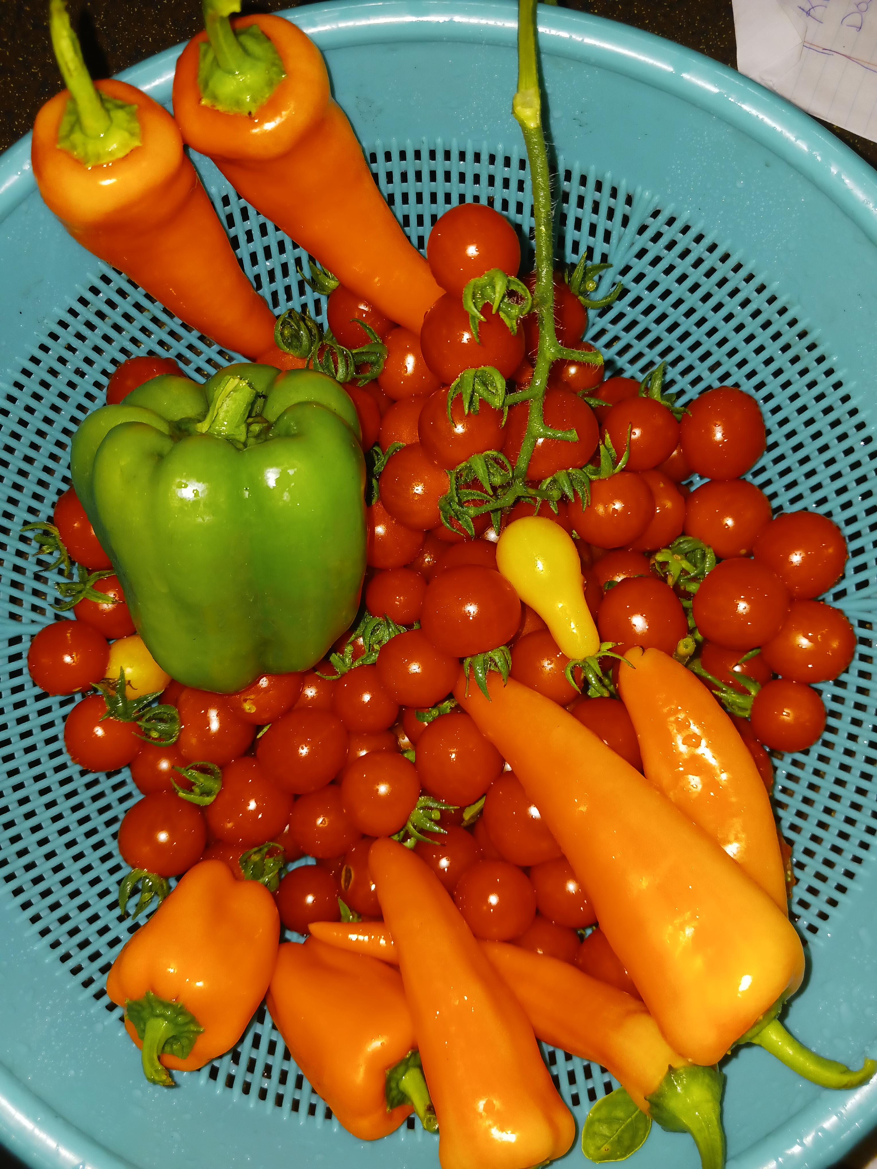tonights-harvest-man-my-plants-are-giving-so-many-tomatoes-and-there
