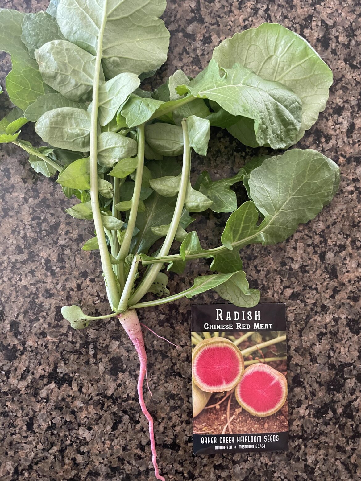 Why does my Chinese Red Meat Radish look slender like a carrot?