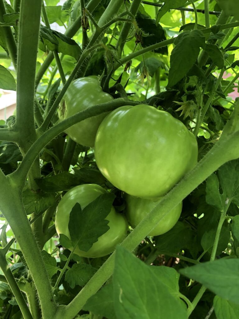 Zone 8B, So Wet In East Texas This Week!