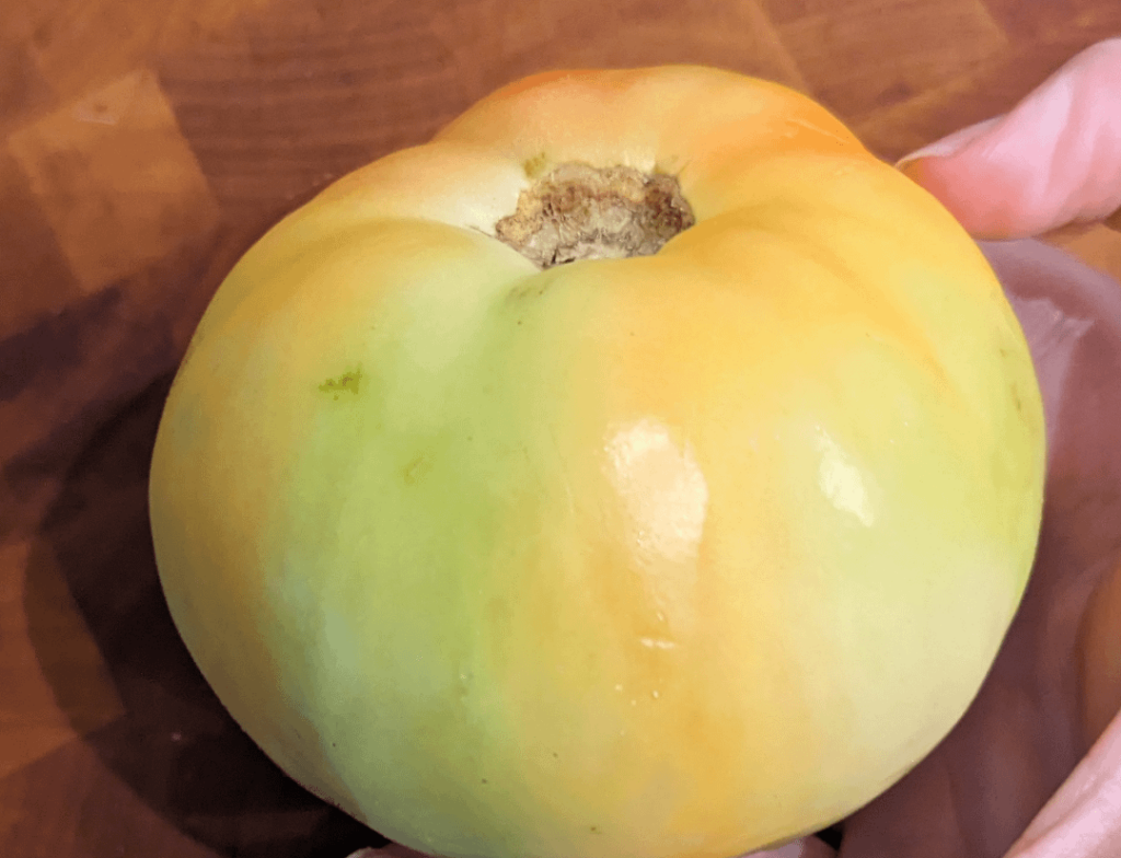 The tomato for my pico..