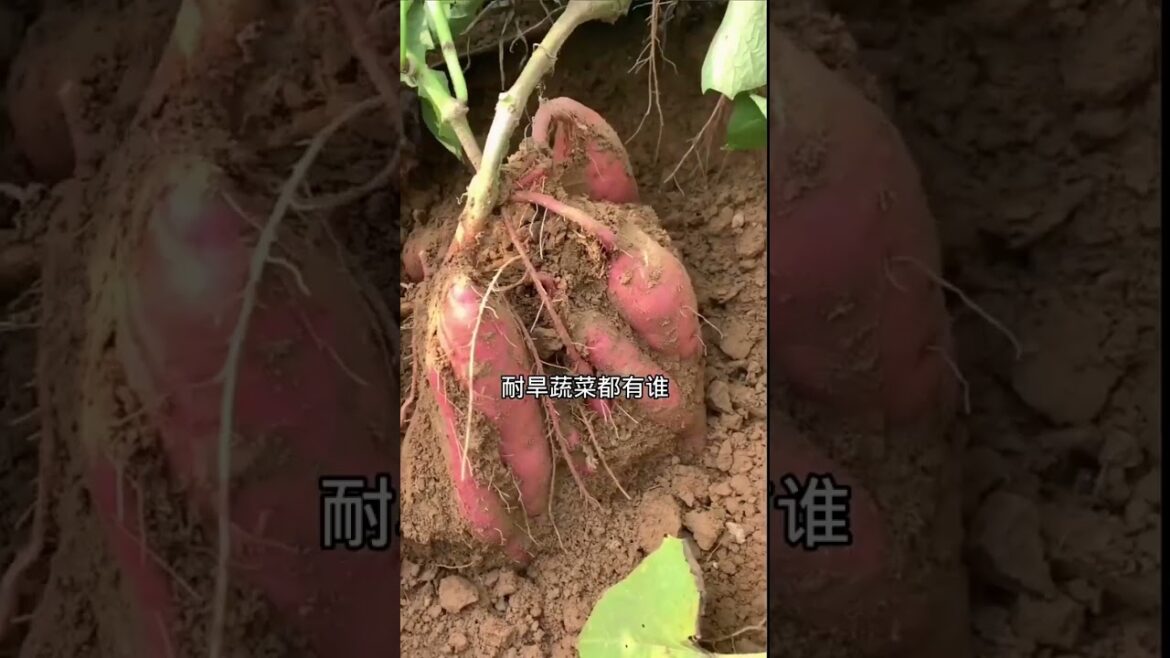 how to growth vegetable /gardening ideas for home