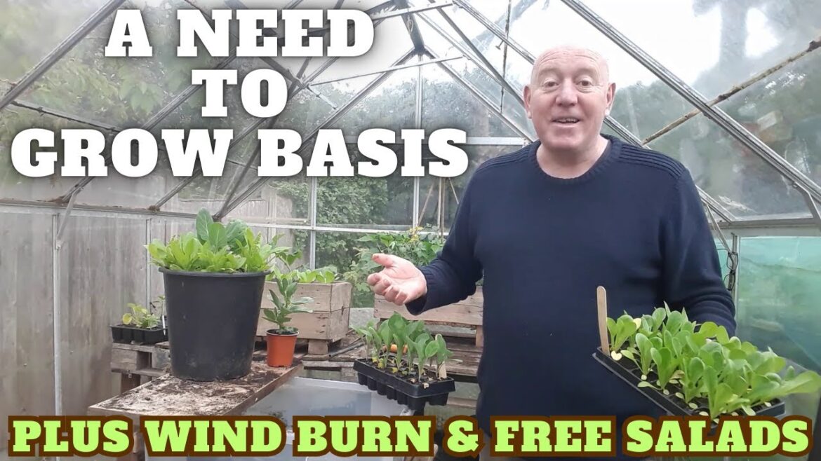 A Need To Grow Basis [Gardening Allotment UK] [Grow Vegetables At Home ]