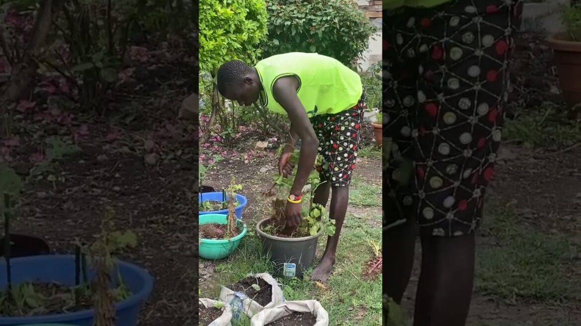African village boy /getting ready for vegetable gardening.