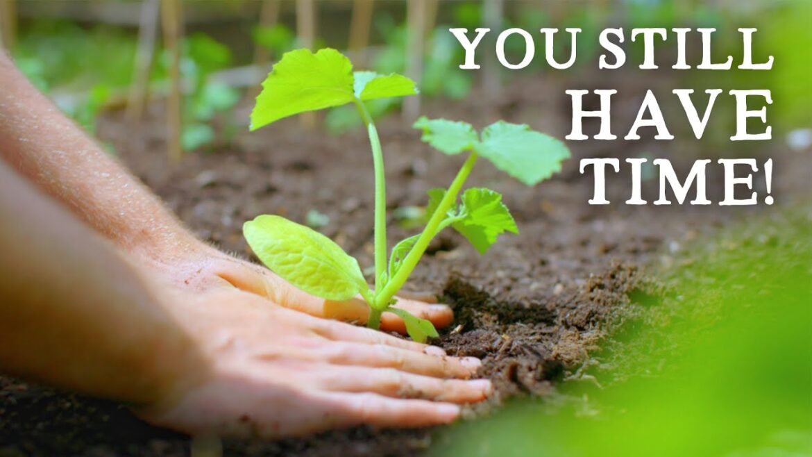 What Crops to Sow in June for Self-Sufficiency What Crops to Sow in June for Self-Sufficiency