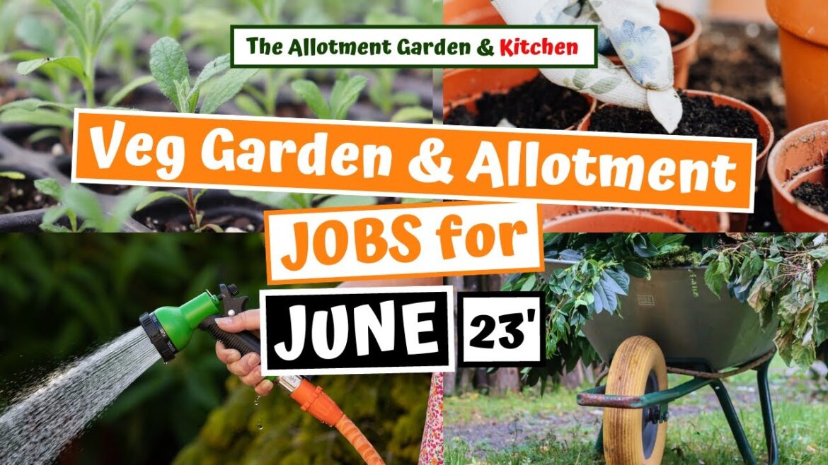 Vegetable Garden/Allotment Jobs in June 2023 - Jobs to Help Provide a Successful Harvest #113