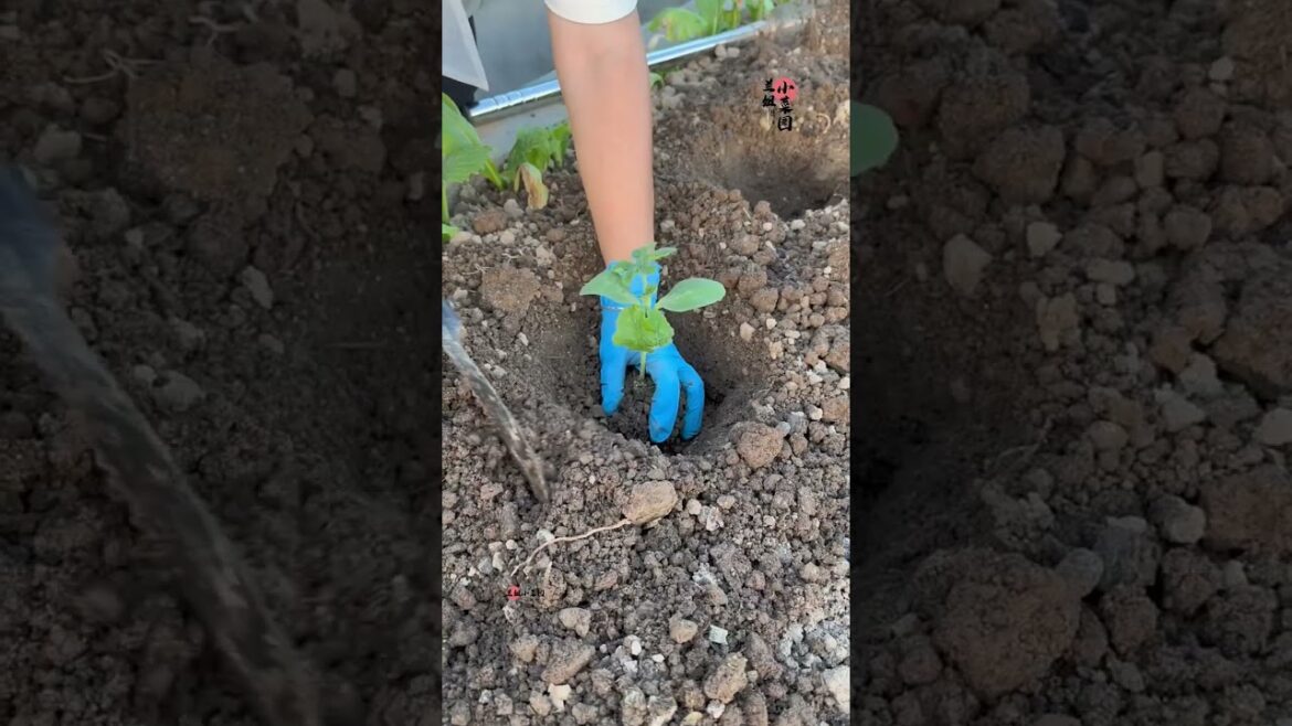 I growing garden at home by Meimei/ Vegetable