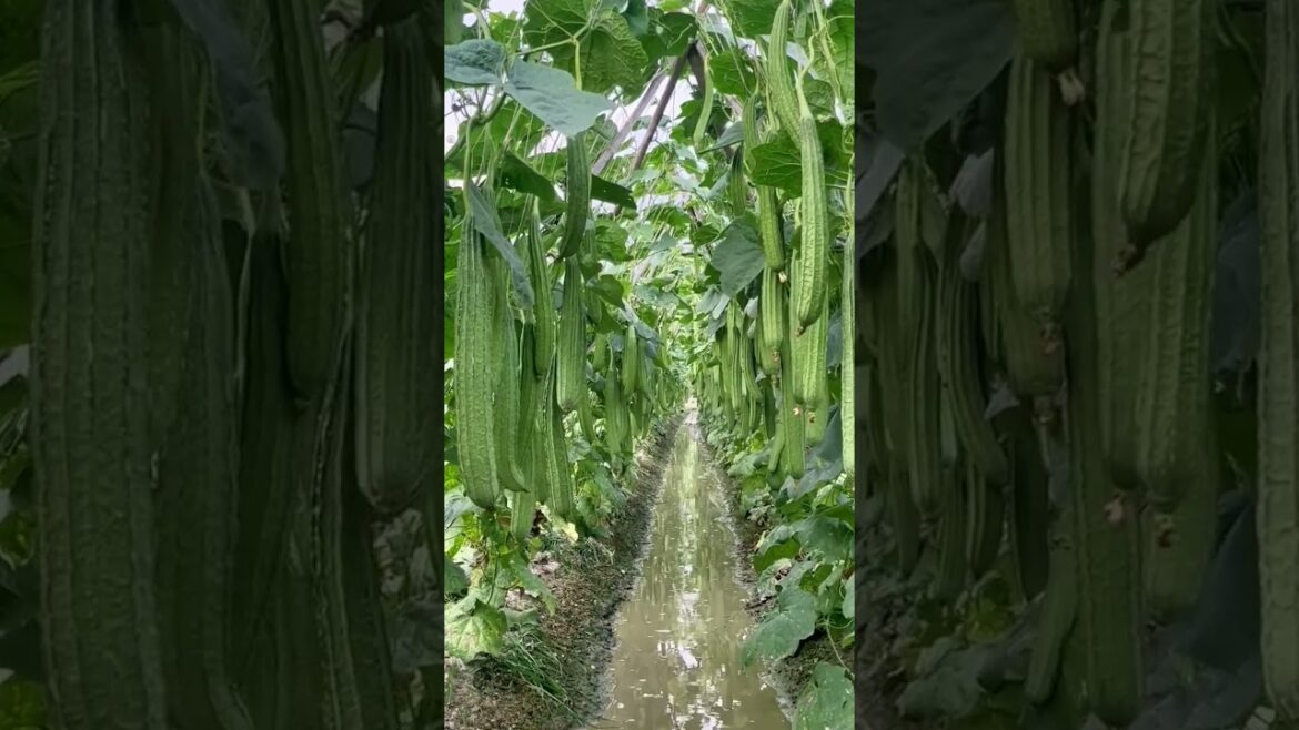 companion planting vegetable garden - ridgegourd