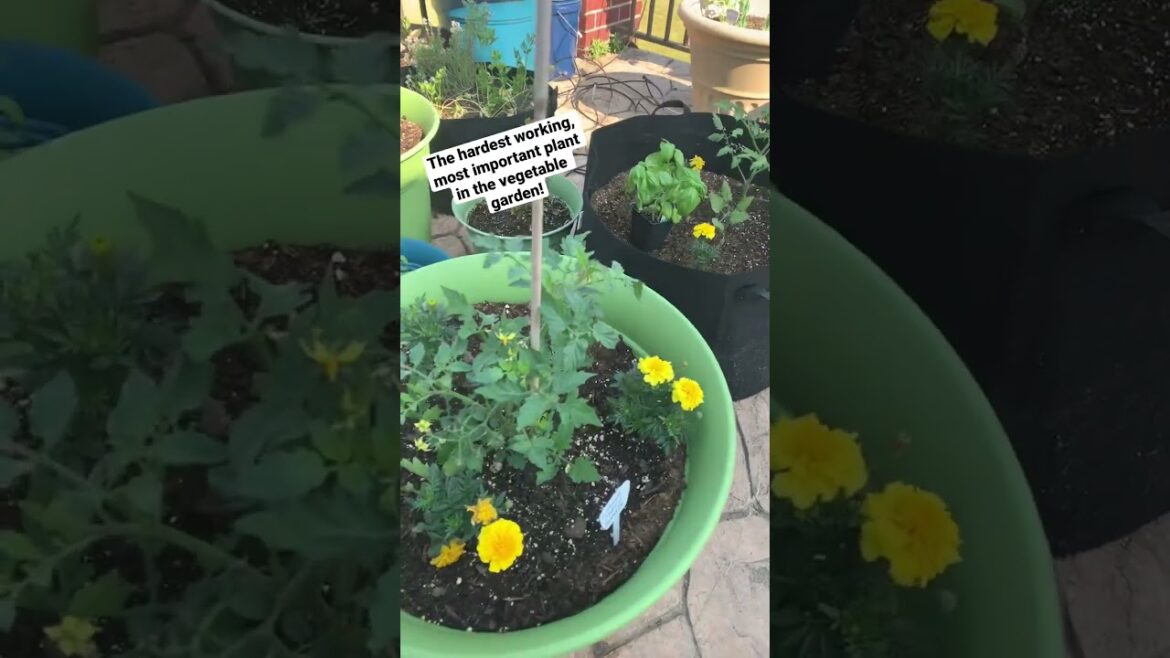 Hardest Working, MUST HAVE Vegetable garden plant!