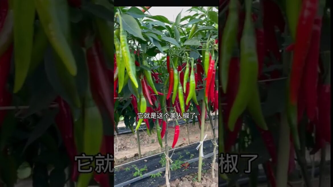 how to growth vegetable /gardening ideas for home