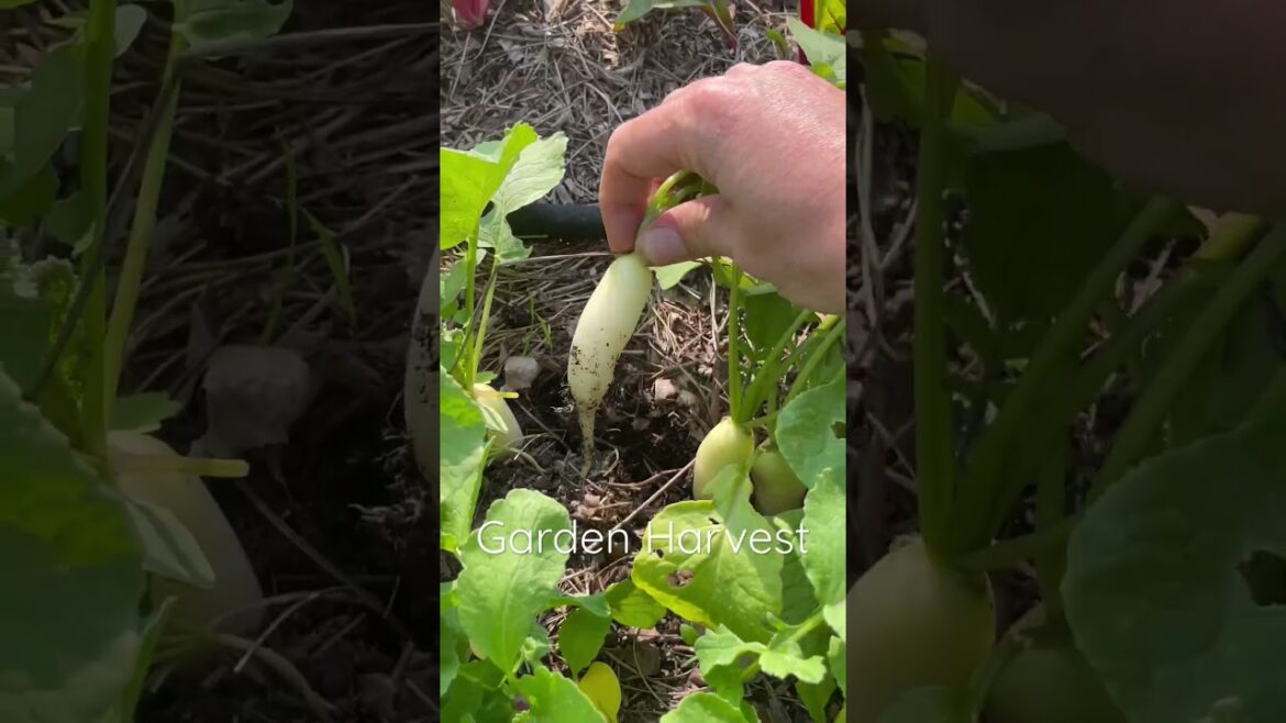 Vegetable garden harvest: Salad Edition #vegetablegarden #gardenharvest #gardening