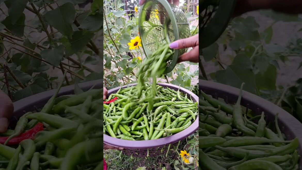 Today's harvest, #kitchengarden #youtubeshorts #viral #summer #vegetables #gardening #vegetables