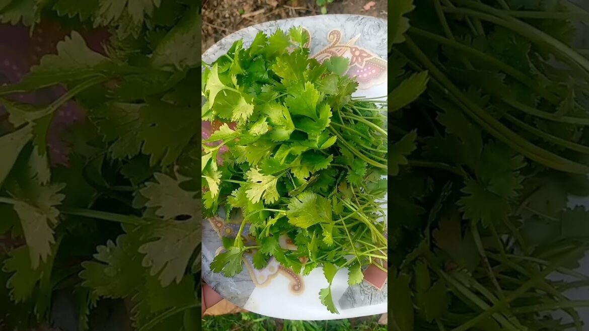 harvest fresh green coriander from my vegetable garden #shorts
