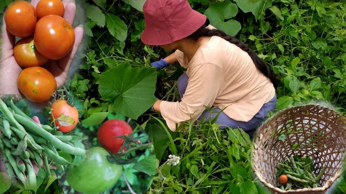 Vegetable Garden #2: Naga girl Daily Vlog , weeding, harvest, rural life. Vegetable Garden #2: Naga girl Daily Vlog , weeding, harvest, rural life.