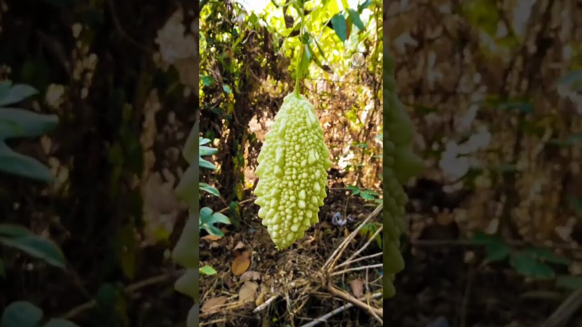 പാവയ്ക്ക വിളവെടുപ്പ്|Vegetable gardening #vegetablegarden #instareels #viral #reels #trending#videos