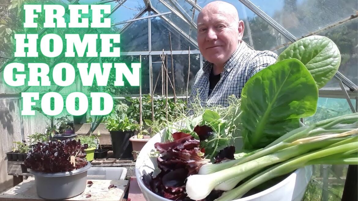 Free Home Grown Food [Gardening Allotment UK] [Grow Vegetables At Home ]