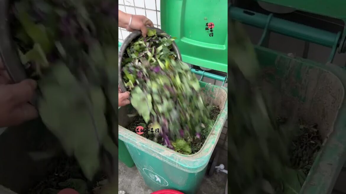 I growing garden at home by Meimei/ Vegetable